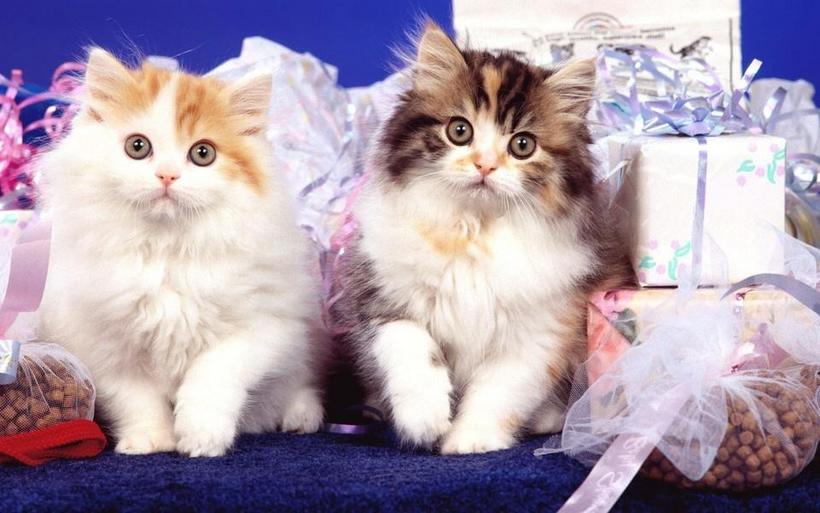 多胞胎小萌猫高清图片
