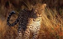 花豹图片 花豹图片大全