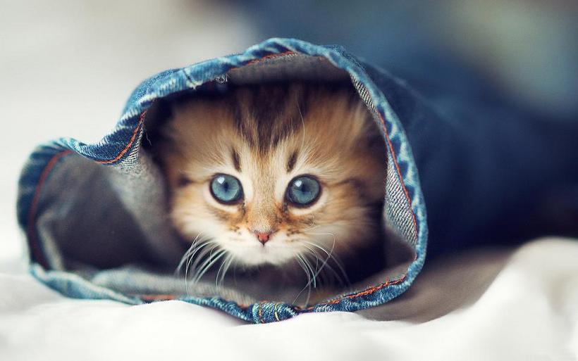 可爱的小猫高清图片