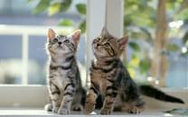 多胞胎小萌猫高清图片