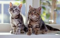 多胞胎小萌猫高清图片