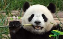 大熊猫图片 大熊猫图片大全