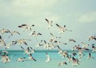 海鸥图片 飞翔的海鸥图片