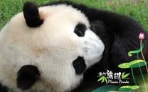 大熊猫图片 大熊猫图片大全