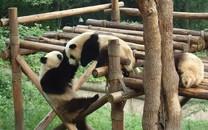 大熊猫图片 大熊猫图片大全