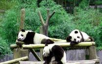 大熊猫图片 大熊猫图片大全