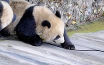 大熊猫图片 大熊猫图片大全