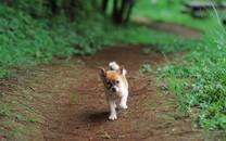 小狗狗图片 小狗狗图片大全