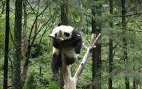 大熊猫图片 大熊猫图片大全