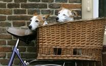 小狗狗图片 小狗狗图片大全