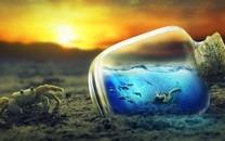 螃蟹图片 螃蟹高清图片