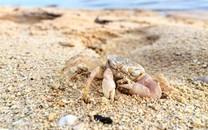 螃蟹图片 螃蟹高清图片