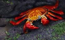 螃蟹图片 螃蟹高清图片