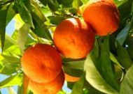橘子高清水果图片