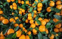 橘子高清水果图片