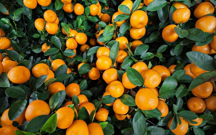 橘子高清水果图片
