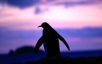 呆萌企鹅高清图片