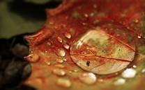 夏日植物图片大全