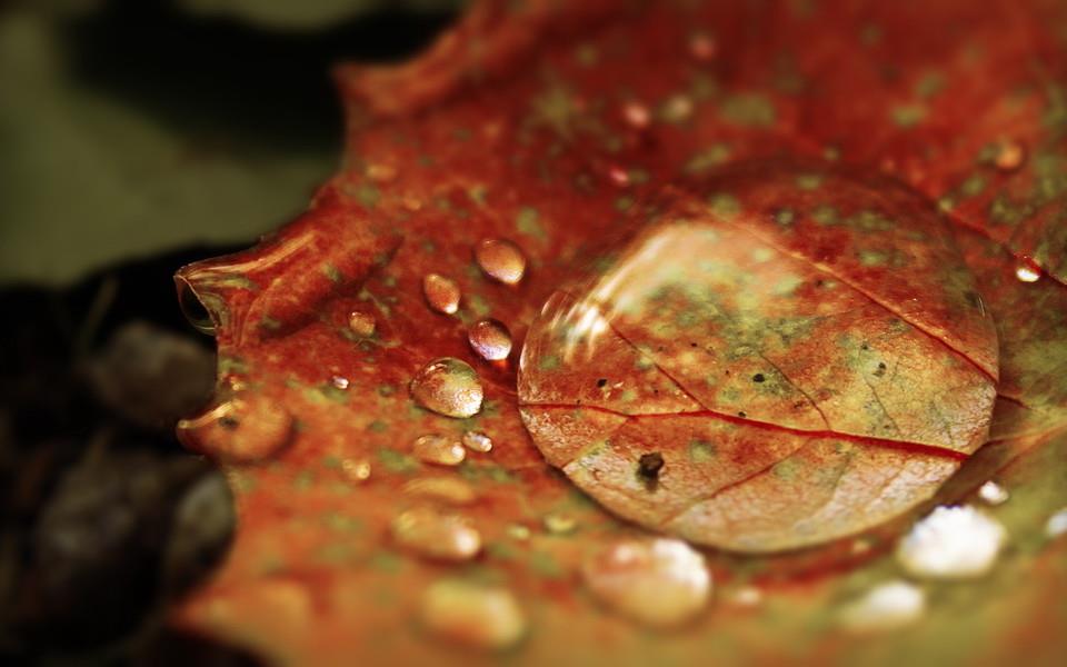 夏日植物图片大全