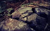 夏日植物图片大全