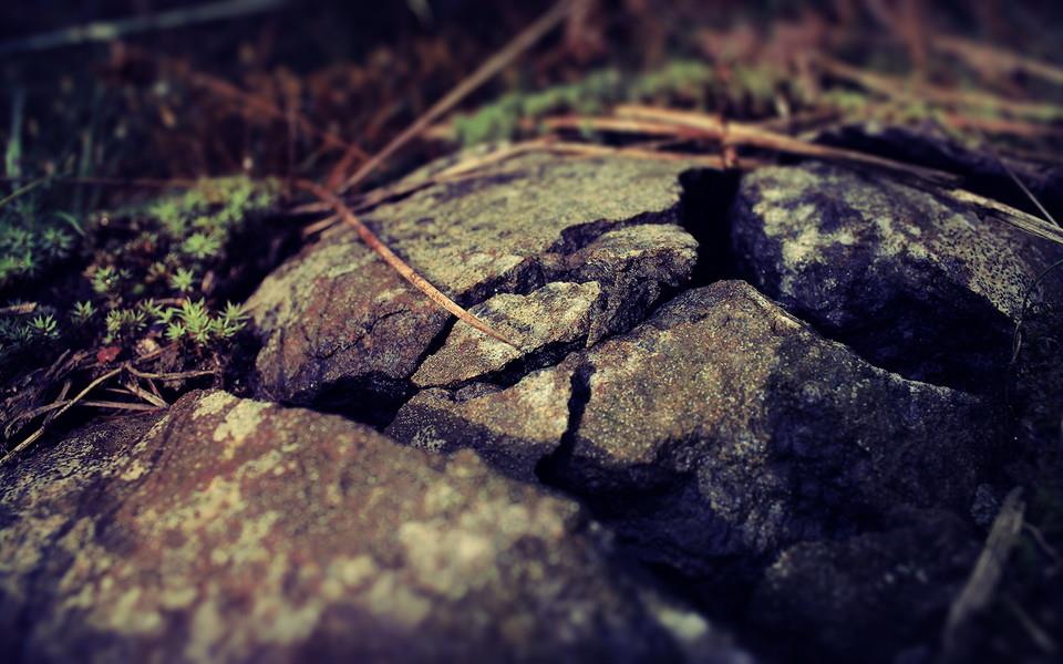 夏日植物图片大全