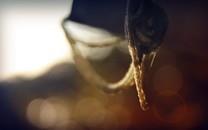 夏日植物图片大全