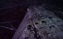 夏日植物图片大全