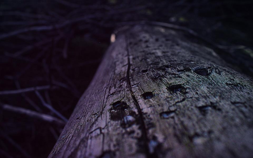 夏日植物图片大全