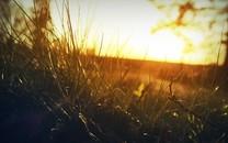 夏日植物图片大全