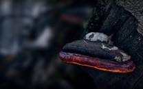 夏日植物图片大全