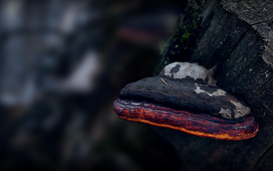 夏日植物图片大全