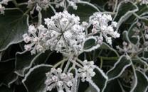 冬季植物图片 高清冬季植物图片欣赏