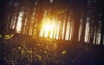 夏日植物图片大全