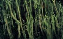 夏日植物图片大全