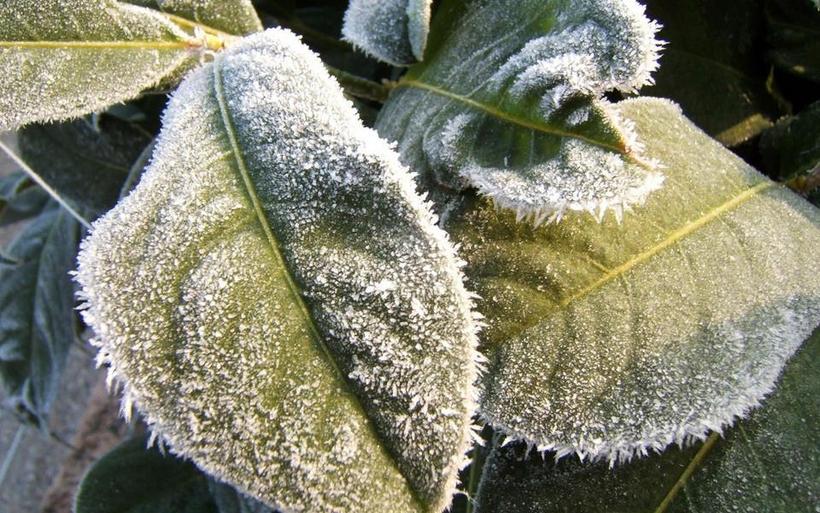 冬季植物图片 高清冬季植物图片欣赏