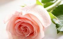 粉色玫瑰高清图片