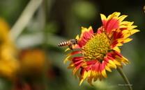 蜜蜂采蜜图片 蜜蜂采蜜图片大全