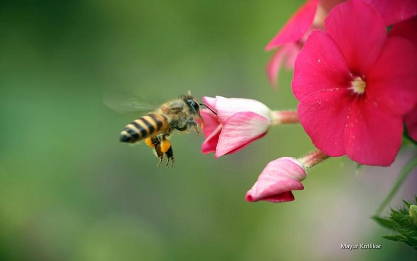 蜜蜂采蜜图片 蜜蜂采蜜图片大全
