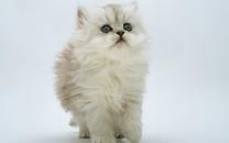 可爱萌宠图片 非常可爱的萌宠图片分享