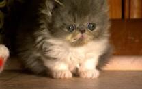 可爱萌宠图片 非常可爱的萌宠图片分享