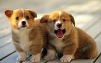 可爱萌宠图片 非常可爱的萌宠图片分享