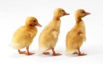 可爱萌宠图片 非常可爱的萌宠图片分享