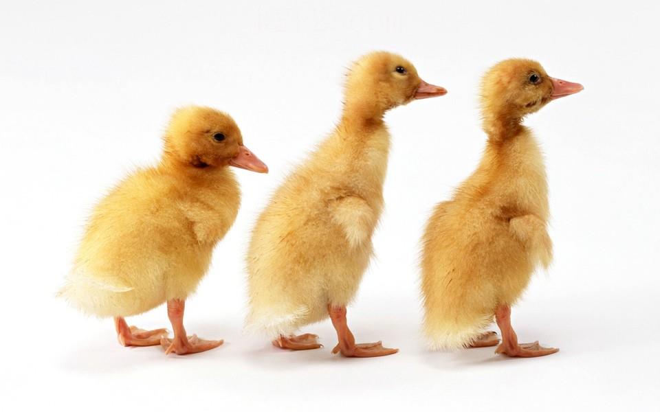 可爱萌宠图片 非常可爱的萌宠图片分享