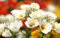 大红大紫的花朵图片大全