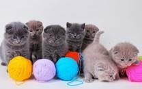 可爱的折耳猫图片