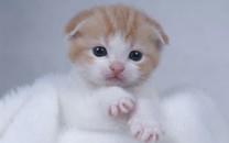 可爱的折耳猫图片