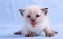 可爱的折耳猫图片