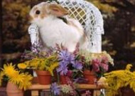 可爱小兔子图片 可爱小兔子图片大全2
