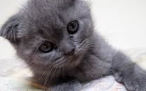 可爱的折耳猫图片