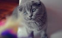 可爱的折耳猫图片